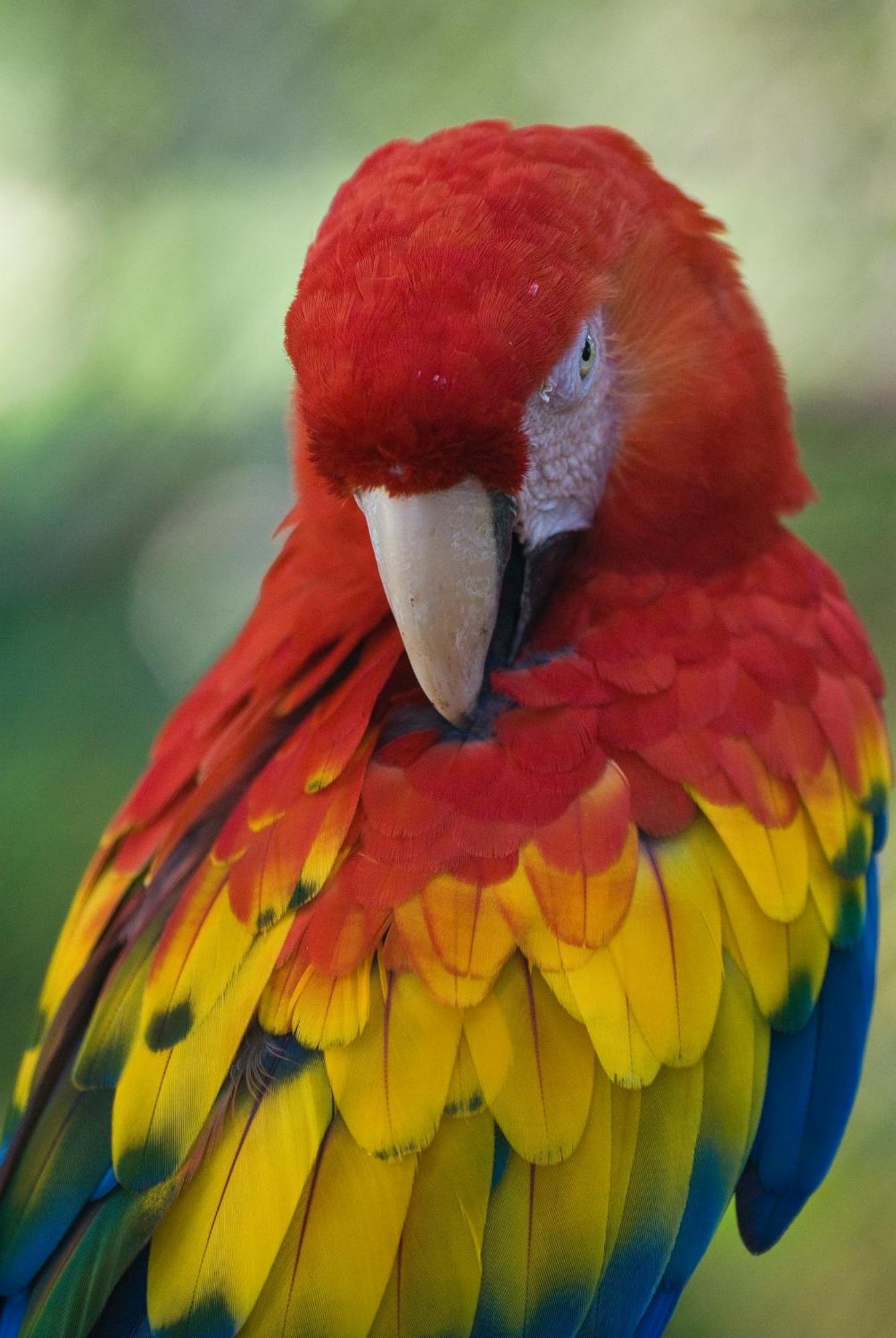 Las Guacamayas Lodge Resort, Selva Lacandona, Chiapas Mexico Tlatizapan Екстер'єр фото