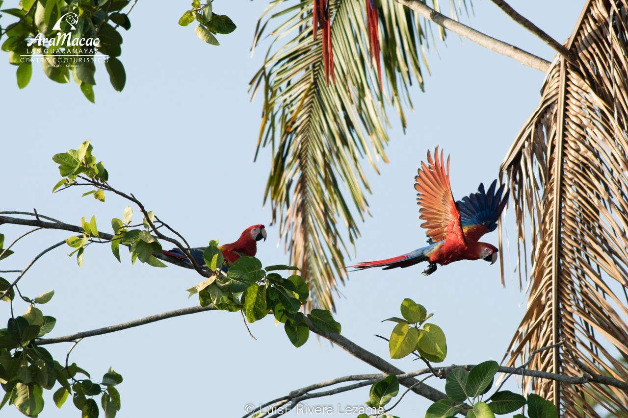 Las Guacamayas Lodge Resort, Selva Lacandona, Chiapas Mexico Tlatizapan Екстер'єр фото